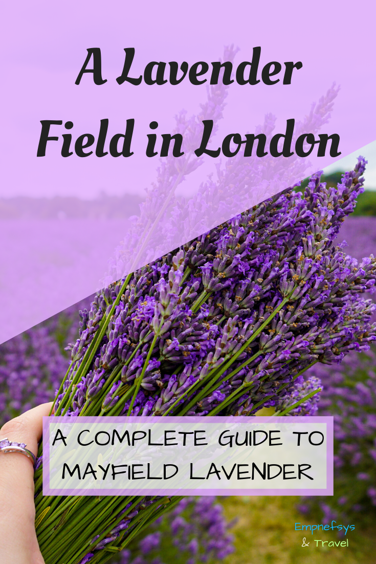 London Lavender Field Pinterest Graphic