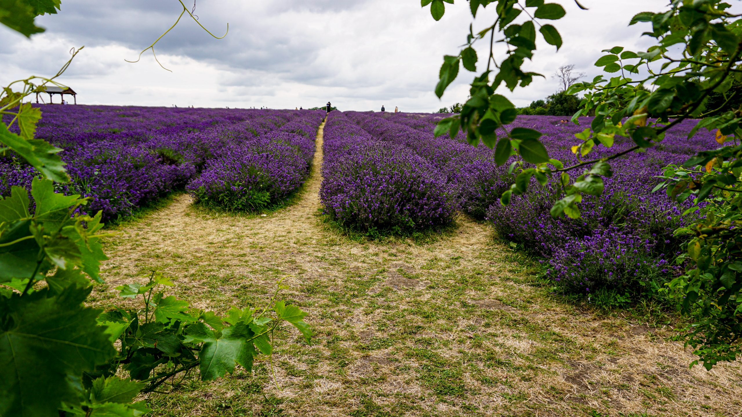 Lavender at Mayfield Lavender Field London