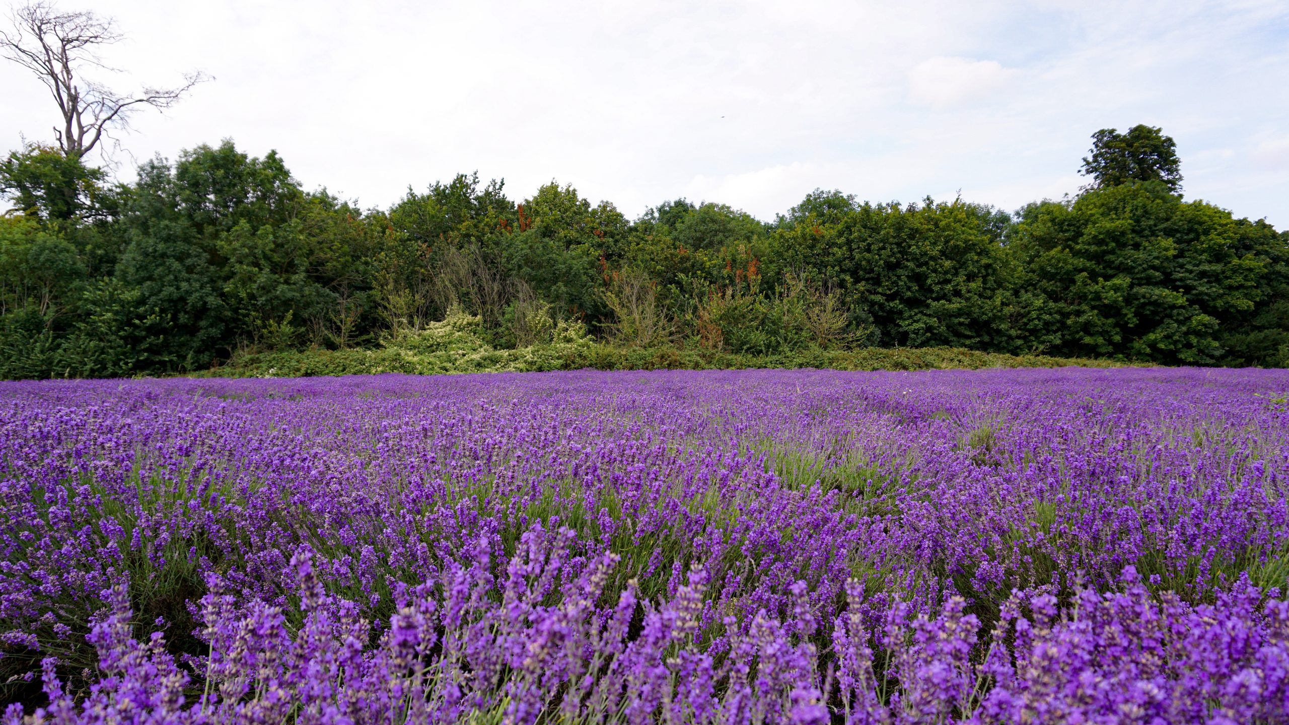 Lavender at Mayfield Lavender Field London