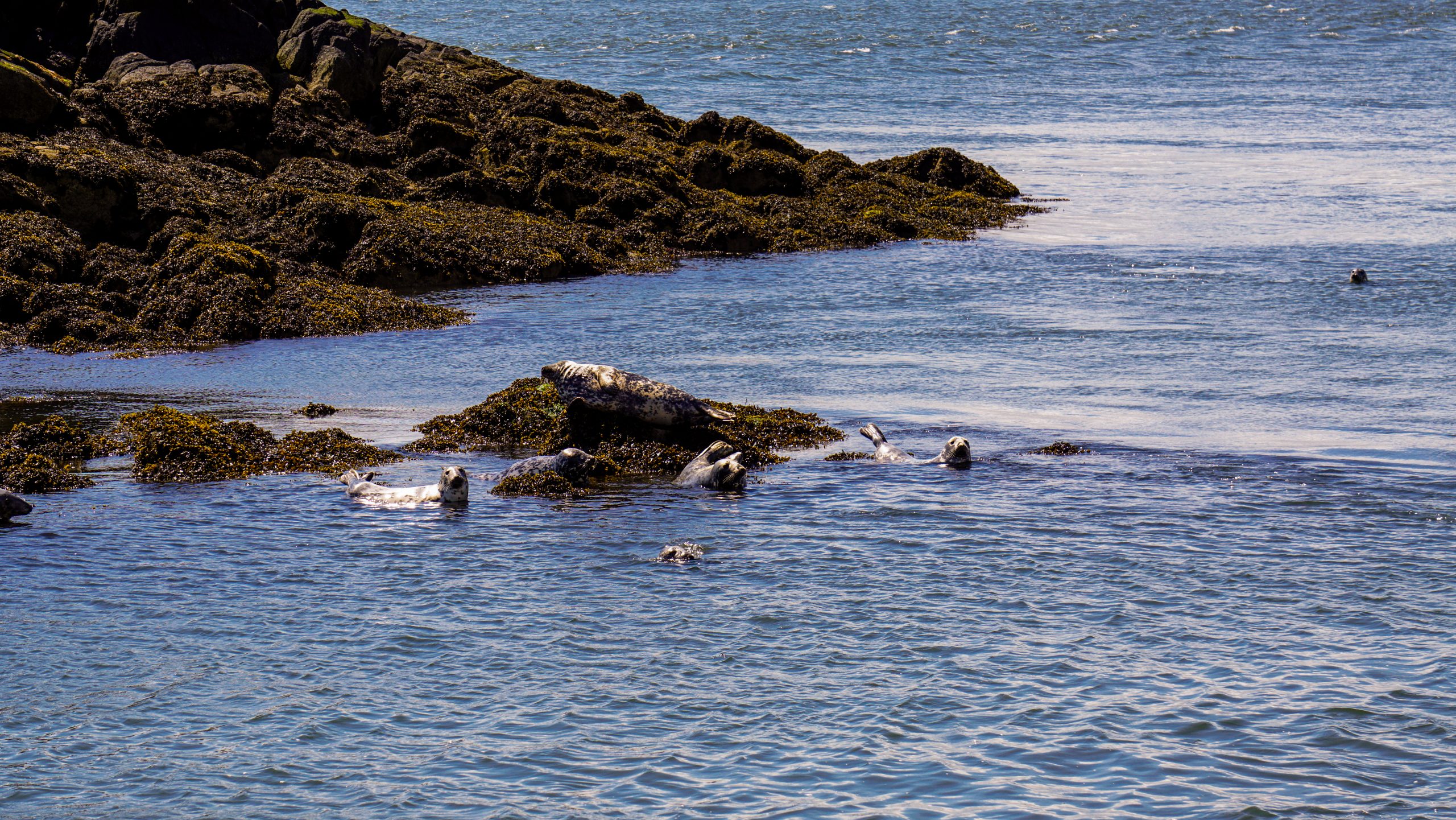 Seals in the Firth of Forth