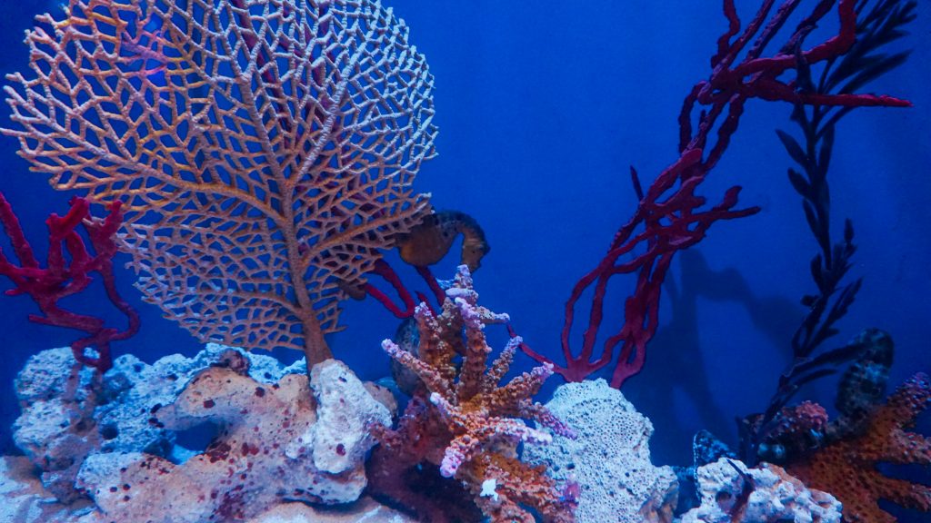 A sea horse and some sponge at Dubai Aquarium and Underwater Zoo