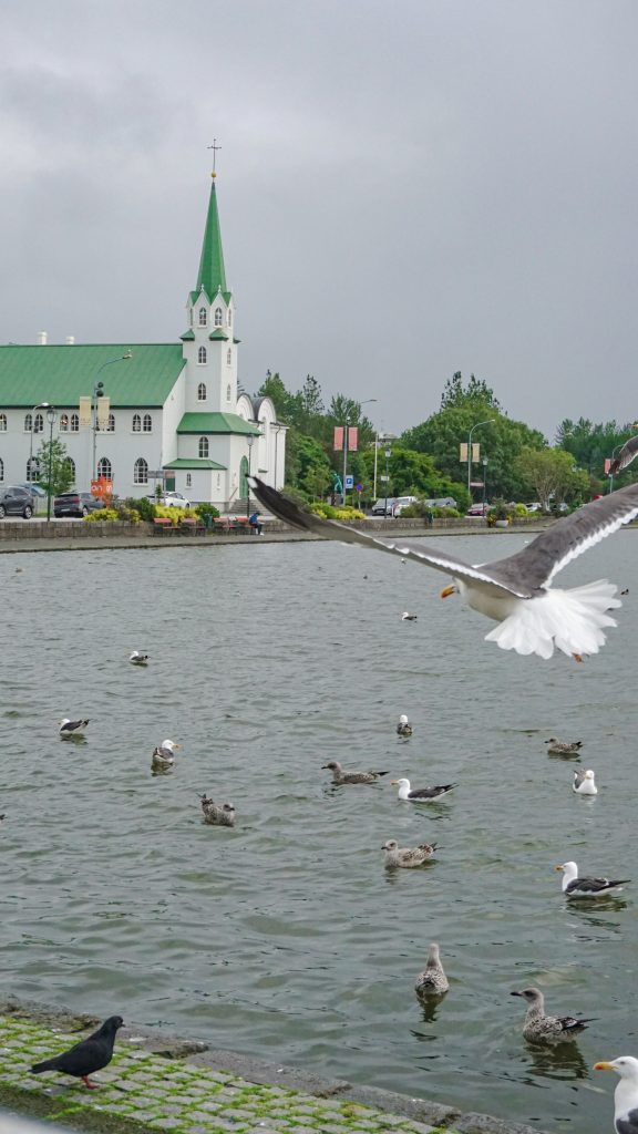 A lake, a church with a green roof and some birds in front of Reykjavik City Hall