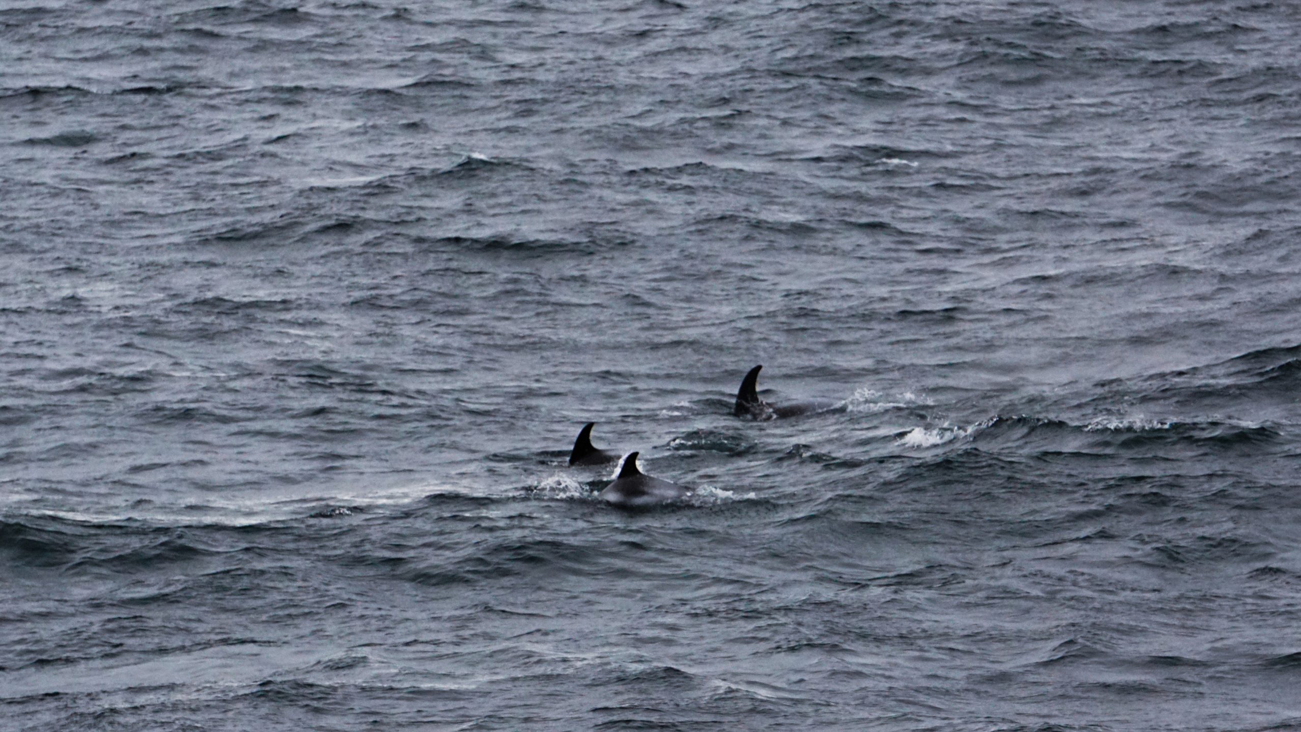 Three dolphin fins in the water
