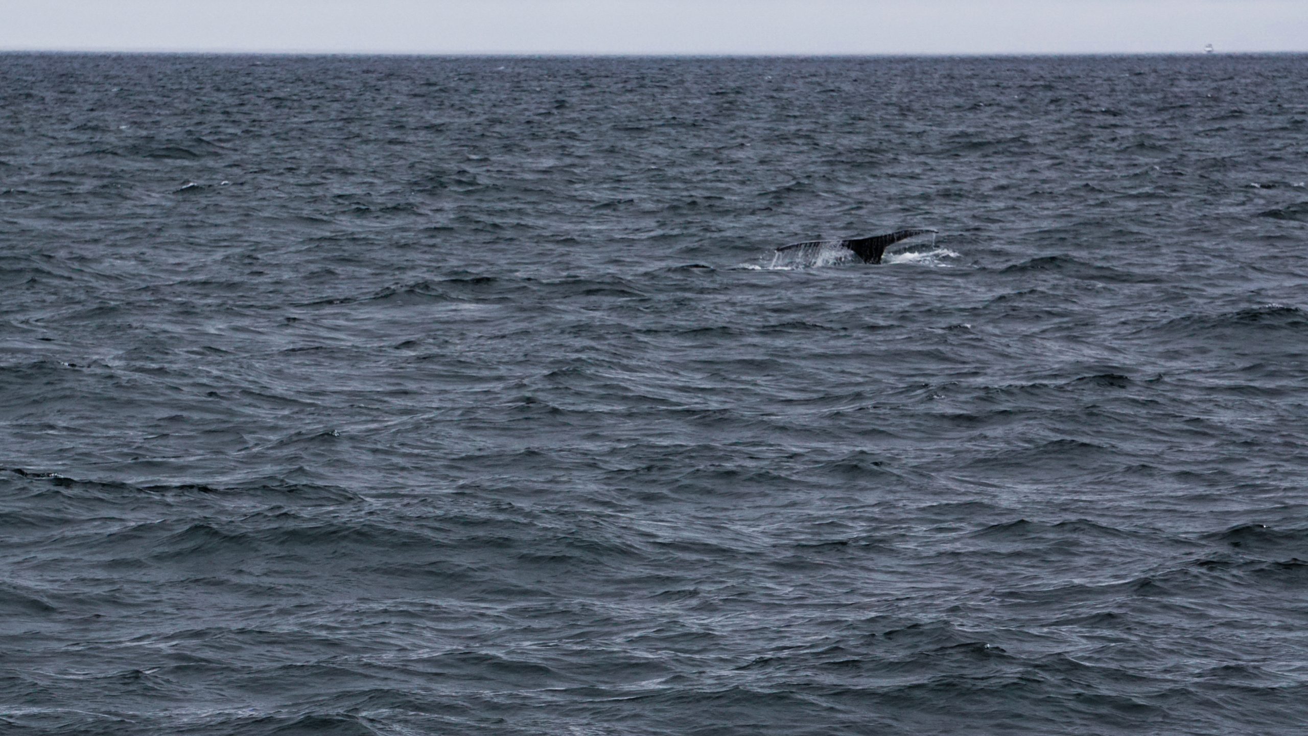 The tail of a humpback whale in the see