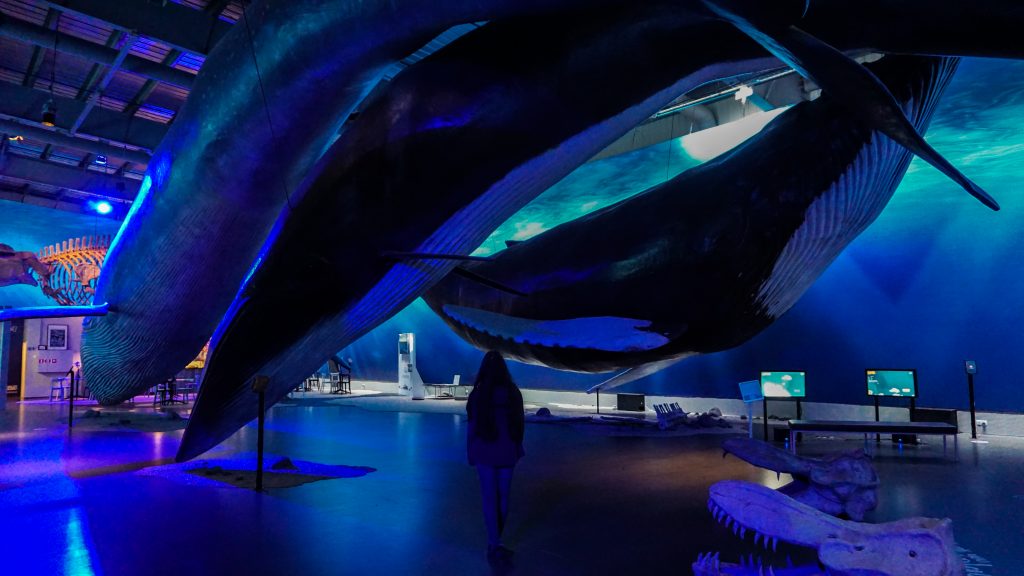 Whale displays and a girl standing in the middle
