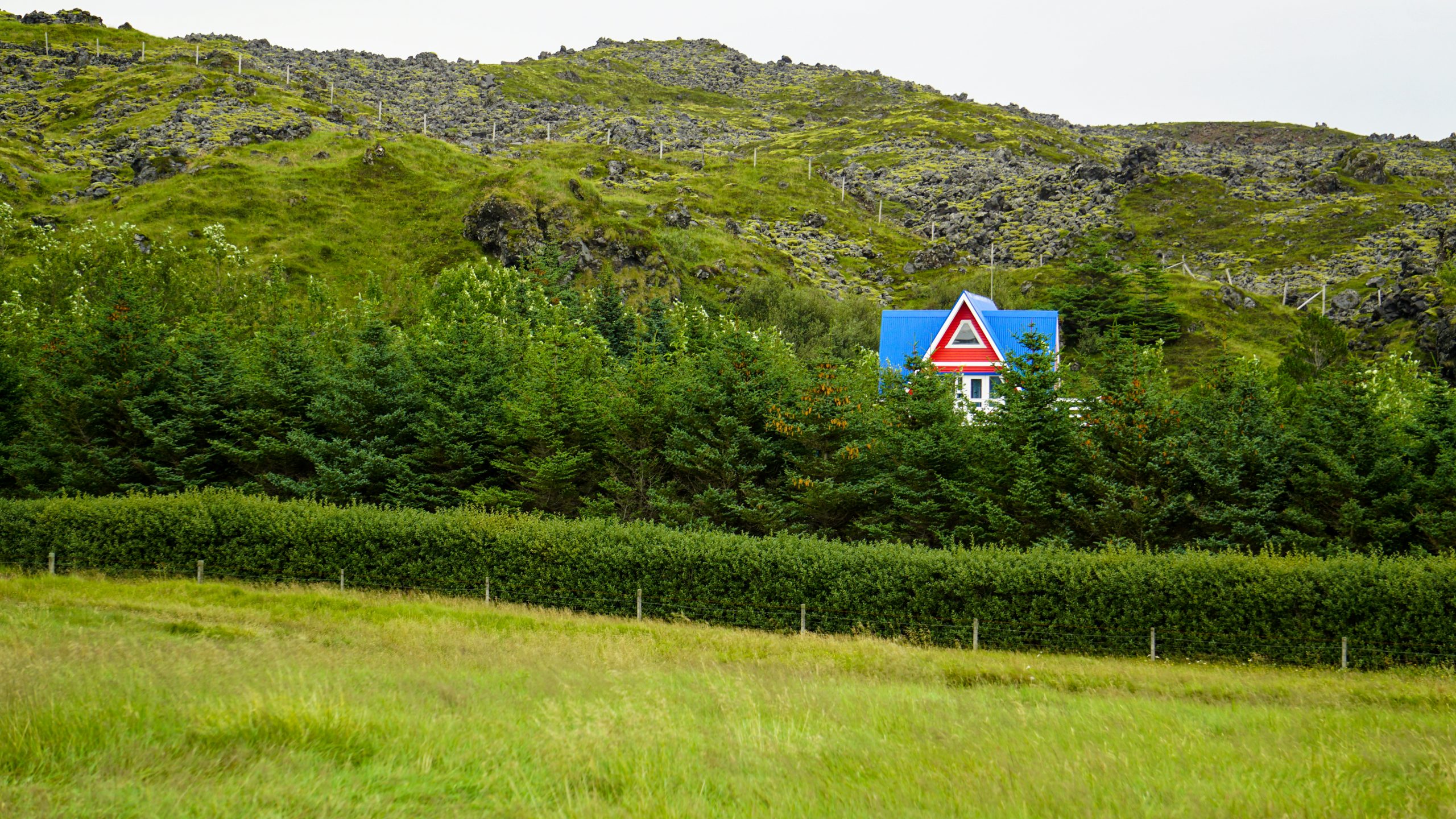 A house with a blue roof and a red wall in between trees in Iceland
