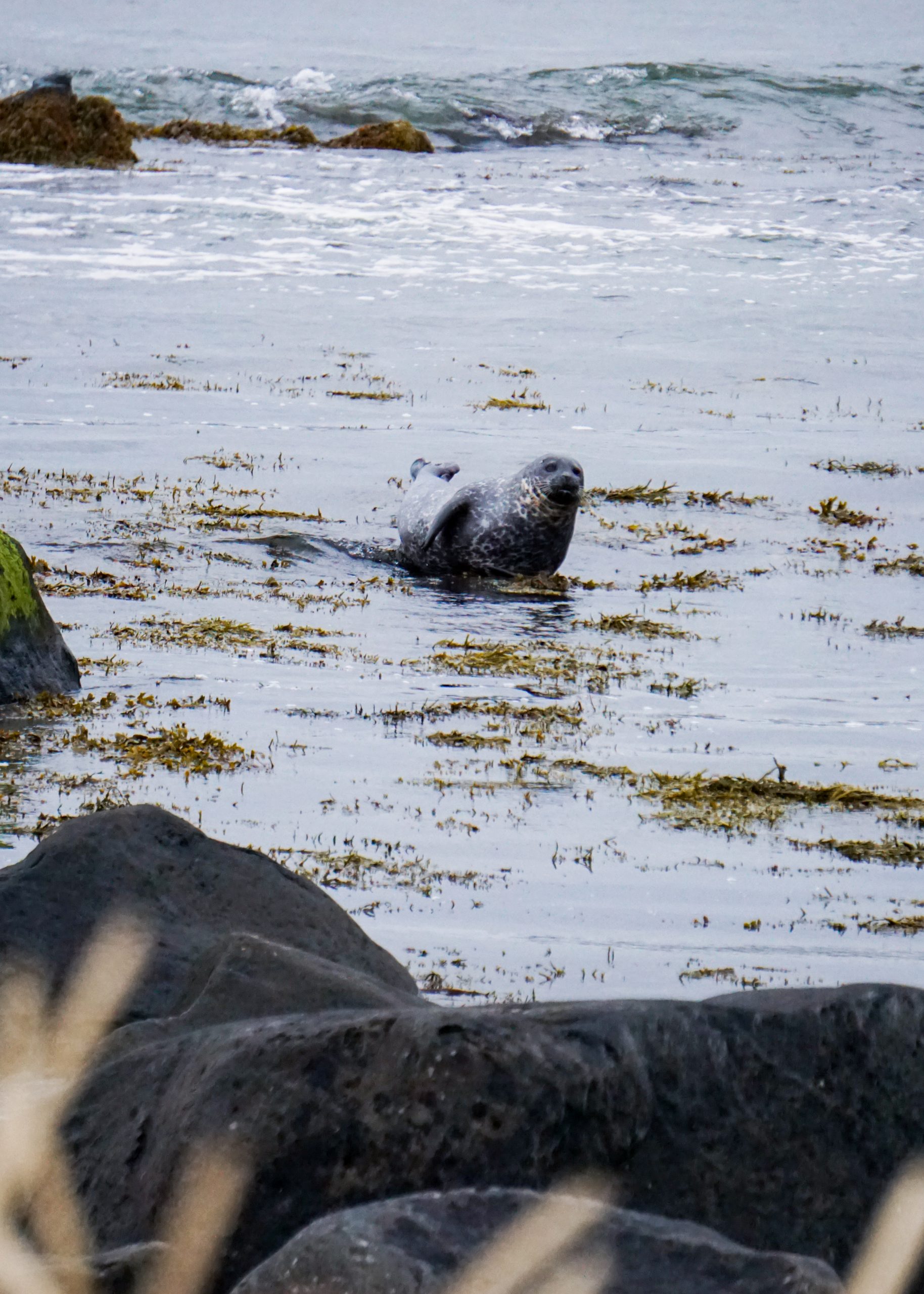 A seal at Ytri Tunga beach in Iceland