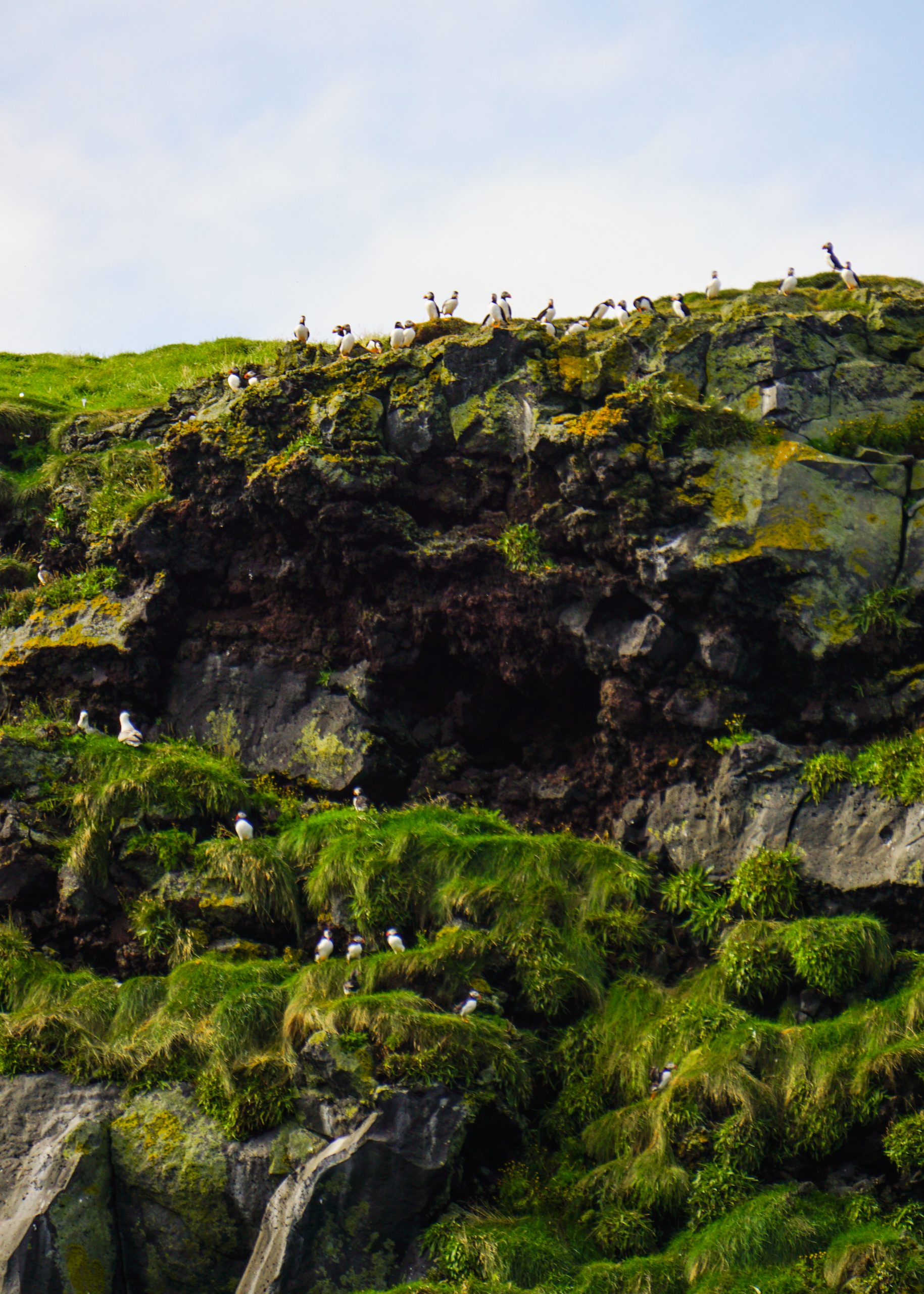 Puffins at the Westman Islands in Iceland
