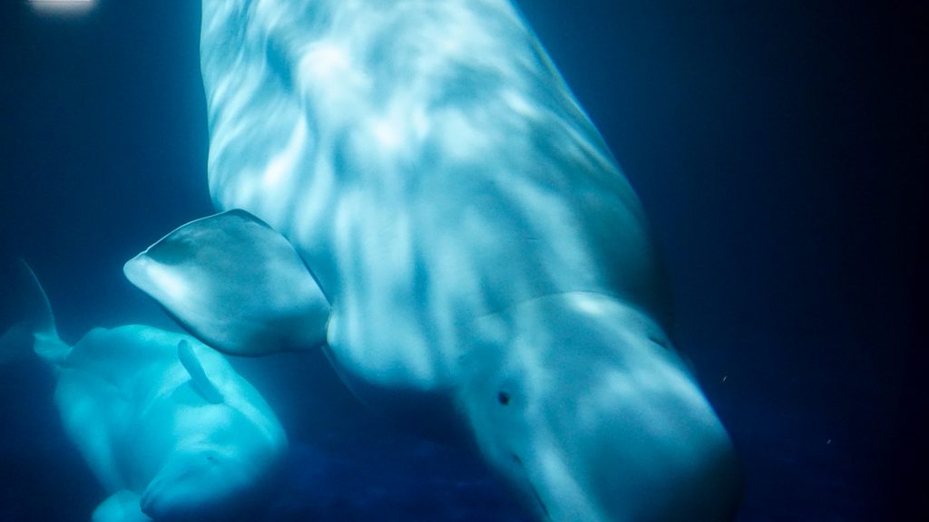 Two beluga whales at the Beluga Whales Sanctuary in Heimaey island in Iceland