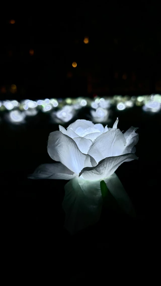 Have you visited this glowing garden in London?

🤍 It’s called the Ever After Garden and it’s located in Grosvenor Square in Mayfair.

🤍 Each glowing rose is dedicated to a loved one with a donation to Marsden Cancer Charity.

🤍 The garden is open until 18 December 2024 from 3pm to 9pm and entry is free.

• - - - - - - - - - - - - - - - •

#christmasinlondon #everaftergarden #christmasactivities #thingstodoinlondon #christmas2024